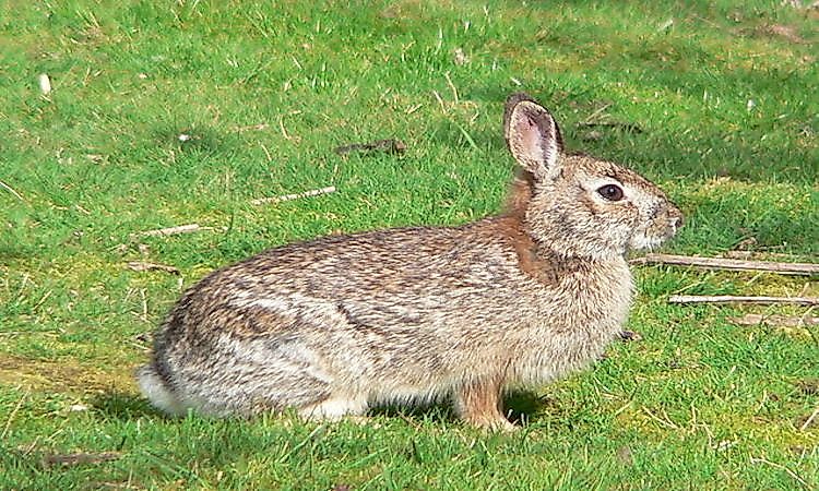 #4 Rodents And Rabbits
