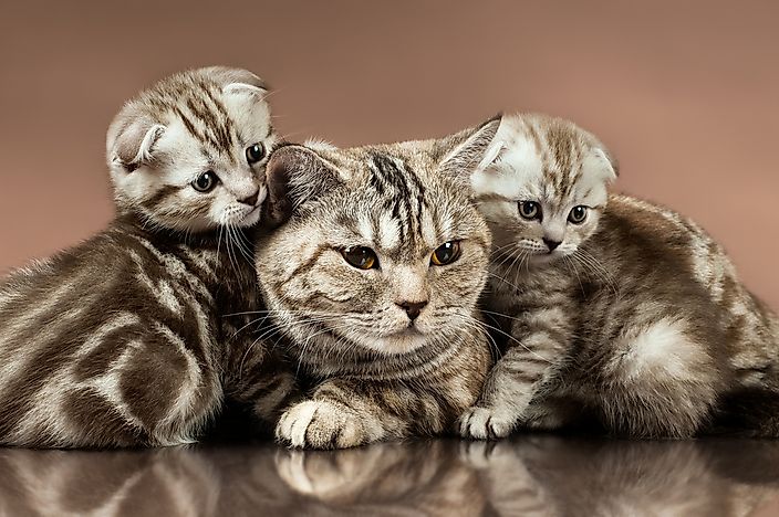 Could Sasha, A Cat From Northern Ireland, Be The World's Oldest?