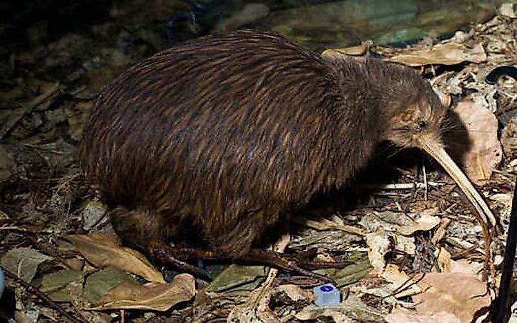 #5 North Island Brown Kiwi