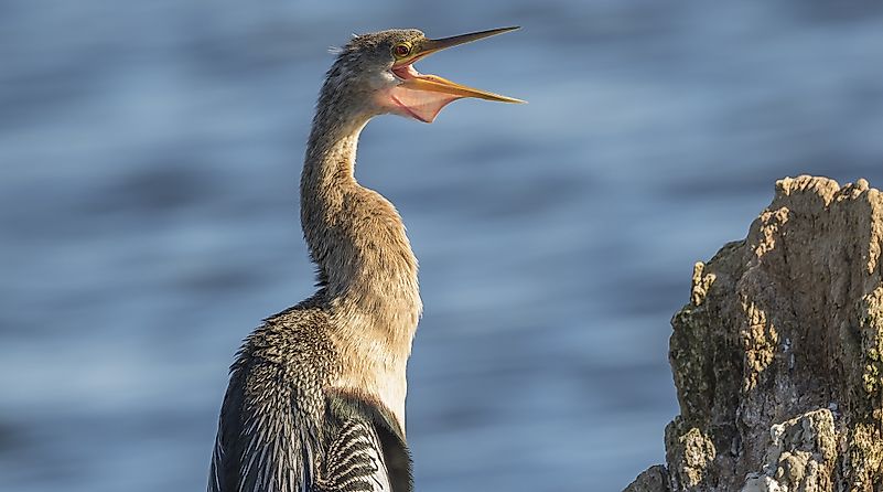 Anhinga Facts: Animals of North America