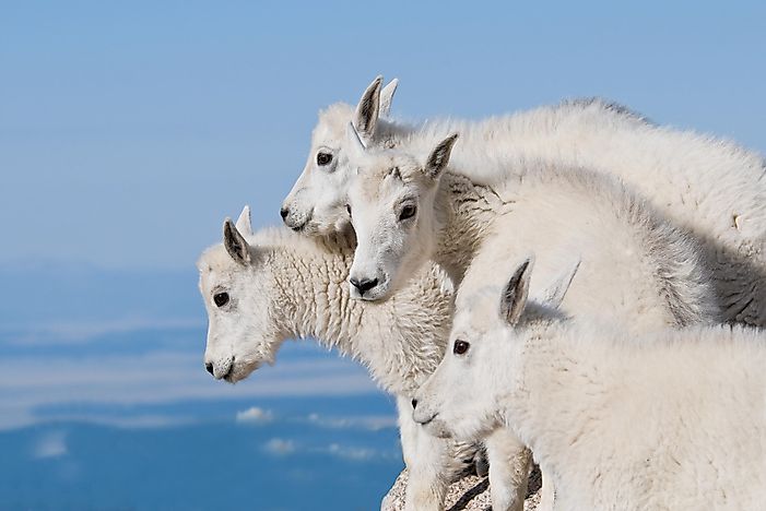 Mountain Goat Facts: Animals of North America