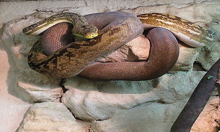 #11 Timor python -