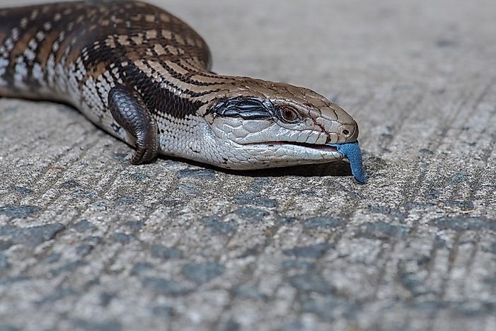 Blue-Tongued Skink: Animals of Oceania