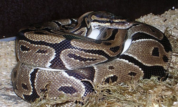#8 Ball python / Royal python -