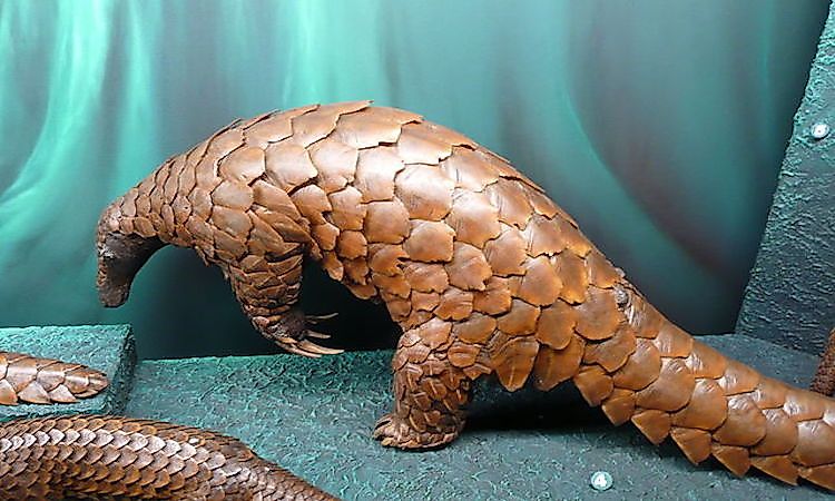 #7 Giant Ground Pangolin -