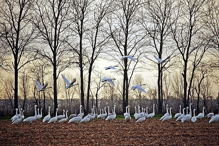 Is Canada's Migratory Bird Population Decreasing?