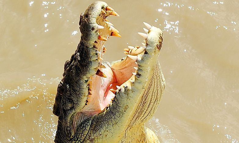 Saltwater Crocodile Facts: Animals of Oceania
