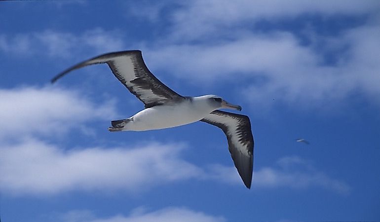 #3 Seabirds Of Hawaii