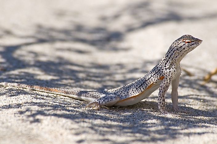 Fringe-Toed Lizard Facts: Animals of North America