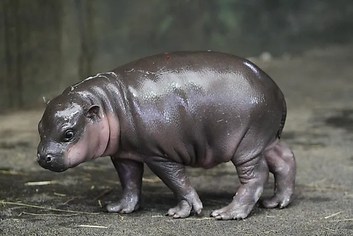 Pygmy Hippo Facts: Animals of Africa
