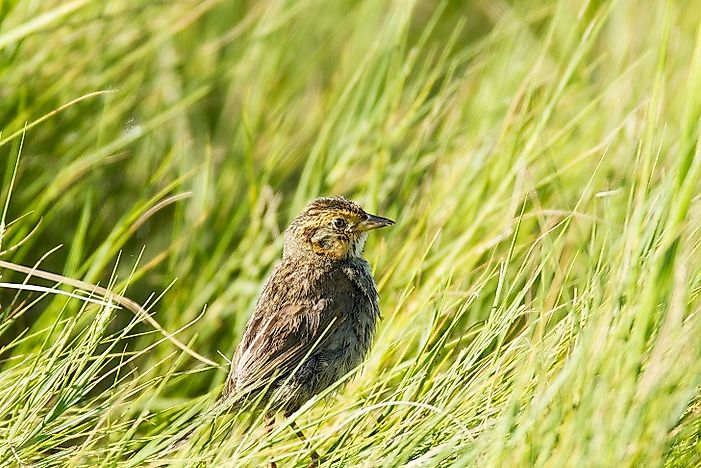 Endemic Birds Of The United States