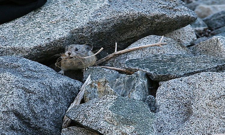 #8 Pika -