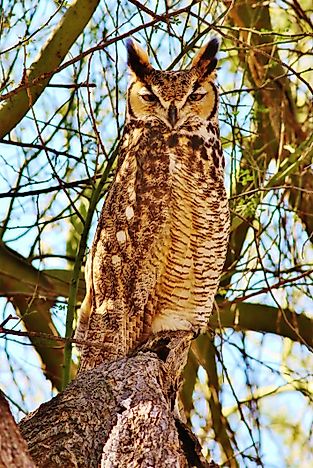 Great Horned Owl Facts: Animals of North America