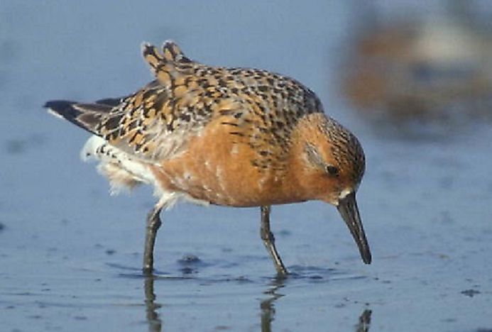 Red Knot - Birds Of The Arctic