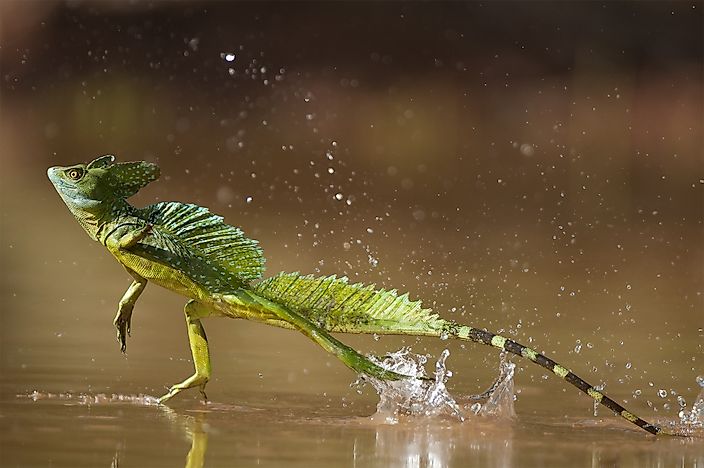 #7 Jesus Lizard - What Animals Live In The Amazon Rainforest?
