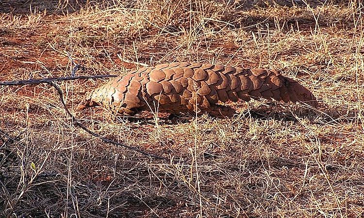 #8 Cape Ground Pangolin -