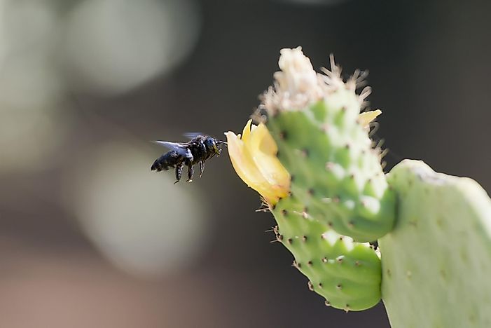 Cactus Bee Facts: Animals of North America