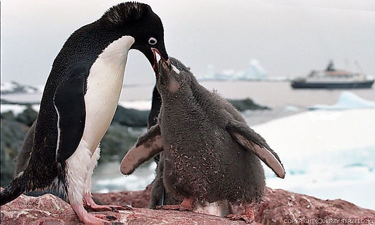#2 Antarctic Penguins -