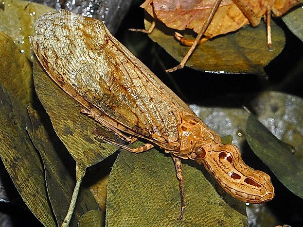 #9 Peanut Head Bug - What Animals Live In The Amazon Rainforest?