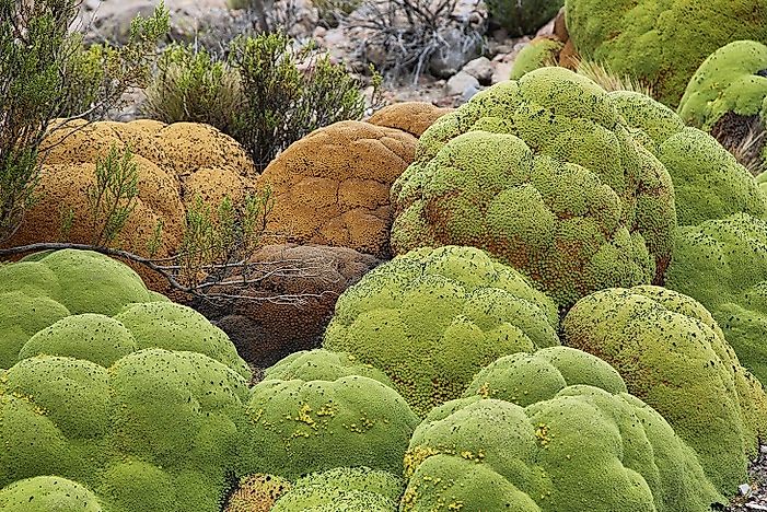 Native Plants Of Bolivia