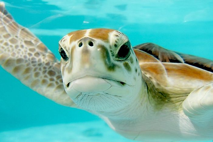 The Seven Species Of Sea Turtles Living In The Oceans Of Our Planet