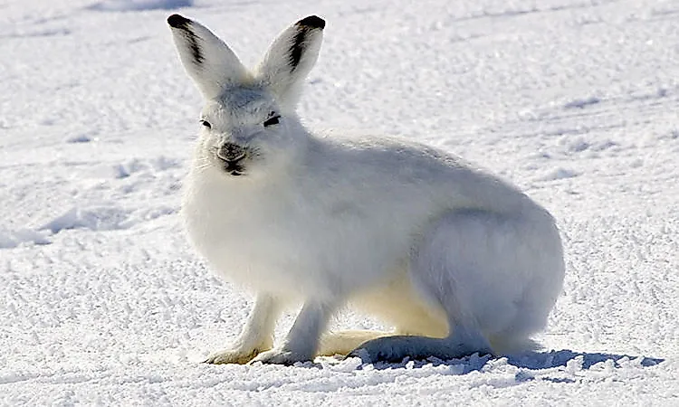 #10 Arctic Hare -