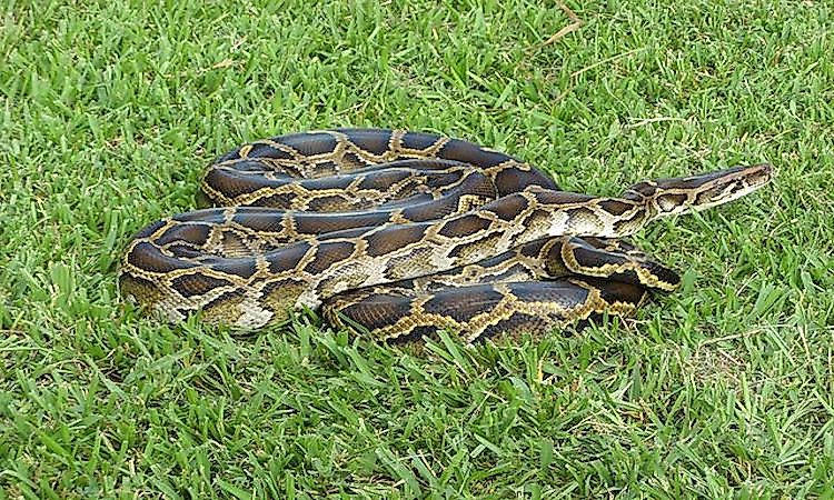 #2 Burmese python -