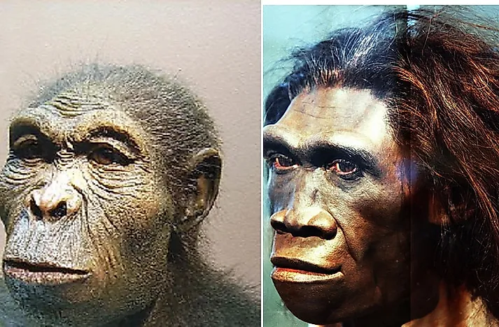 Ancient And Modern Human Species