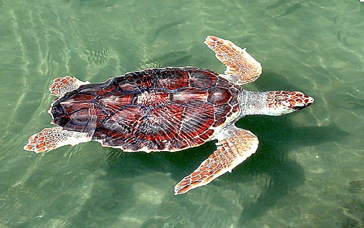 #5 Loggerhead Turtle