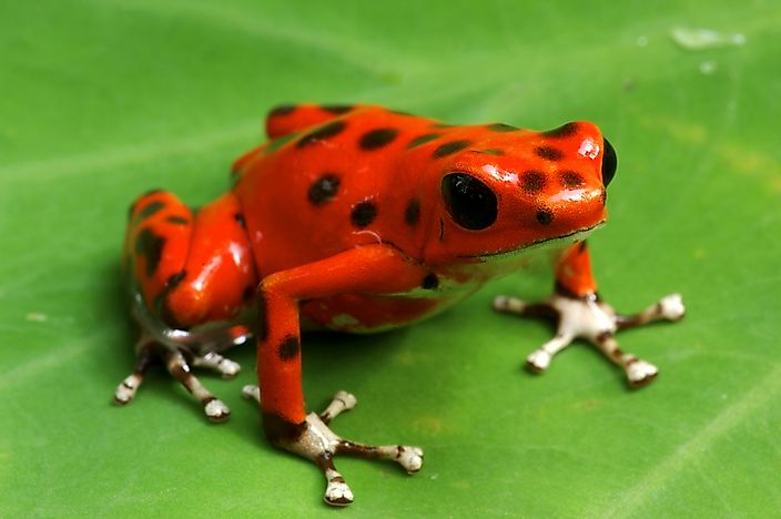 #4 Poison Dart Frog - What Animals Live In The Amazon Rainforest?
