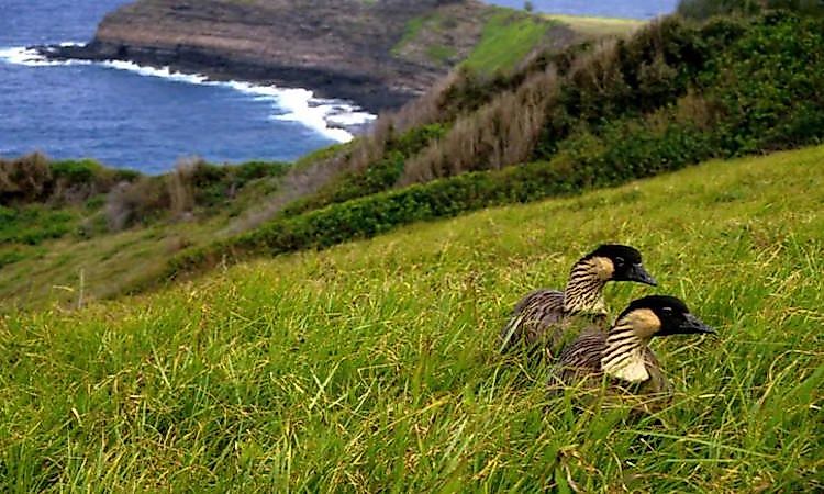 What Animals Live In Hawaii?