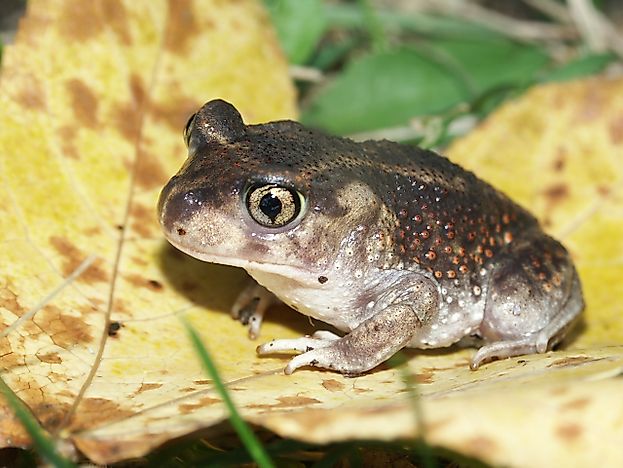 Spadefoot Toad Facts: Animals of North America