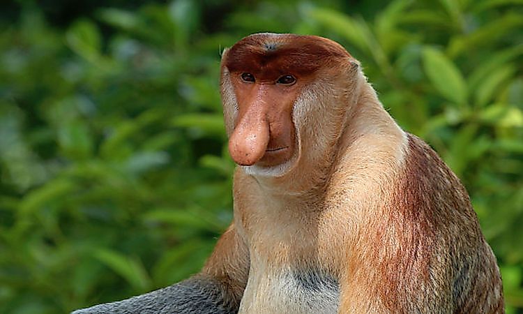 #9 Proboscis Monkey -