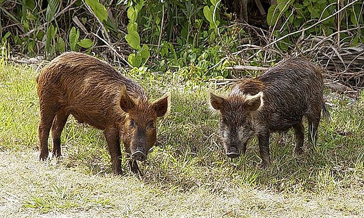 #6 Feral Cattle, Pig, Goat, Donkey, And Sheep