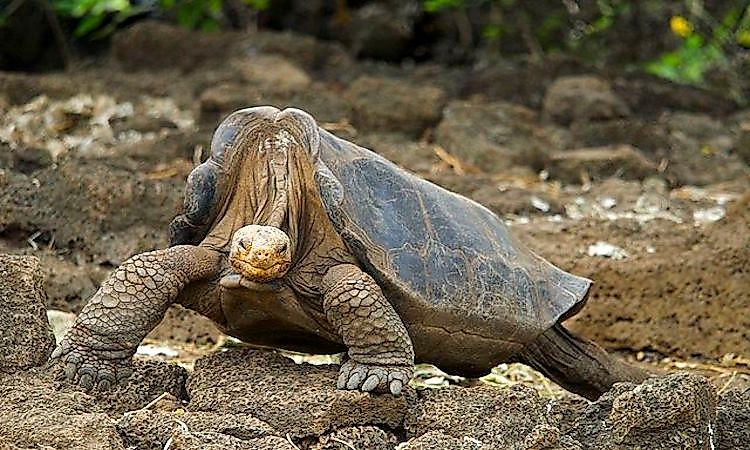 What Animals Live On The Galapagos Islands?