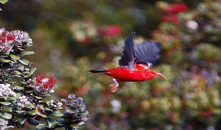#2 Forest Birds Of Hawaii