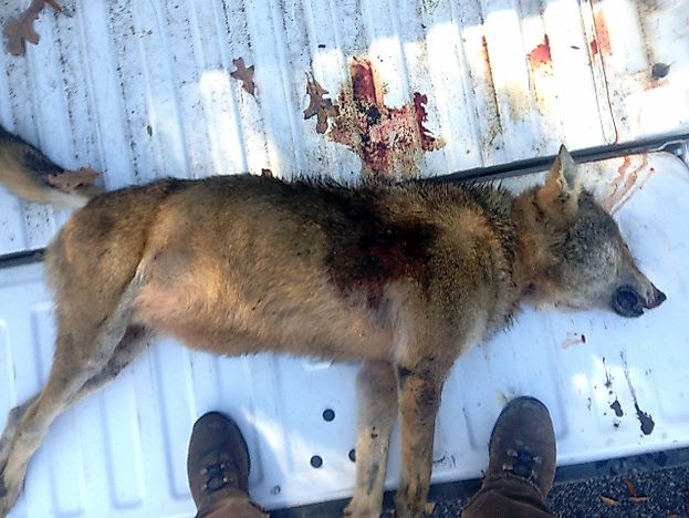 10 Most Threatened Animals In North America