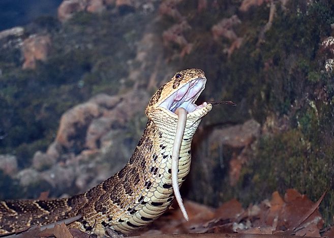 The 8 Most Venomous Snakes Of Africa