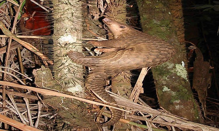 #3 Malayan Pangolin -
