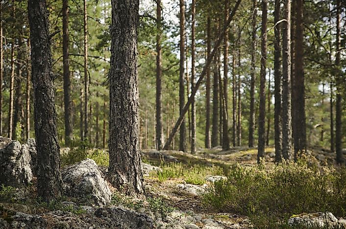 Countries WIth The Highest Forested Land Area
