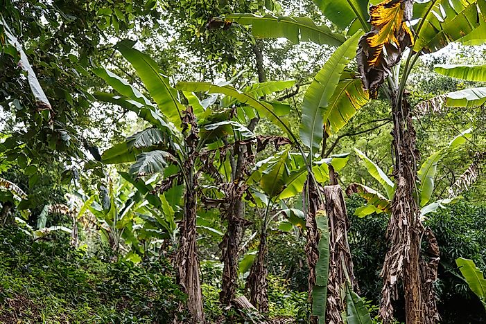 #7 Nicaragua - 87.88 Million Pounds Imported