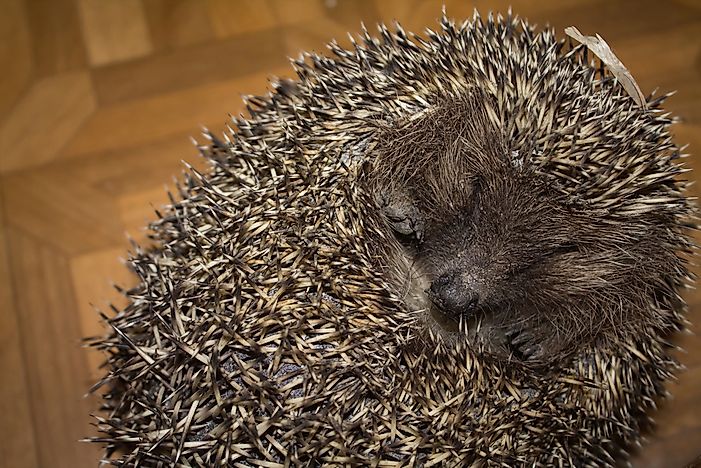 A hedgehog rolled into a ball. A hedgehog rolled into a ball.