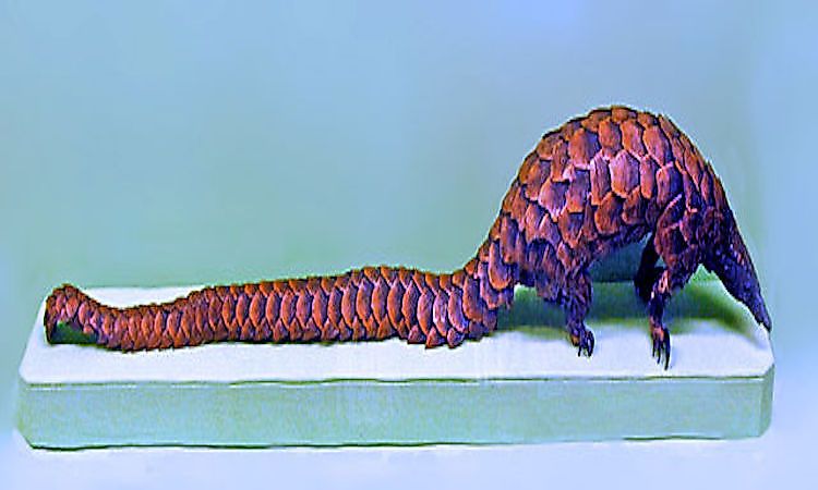 #9 Long-tailed Pangolin -