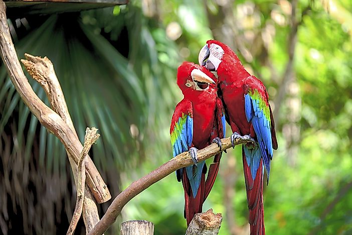 #2 Macaw - What Animals Live In The Amazon Rainforest?