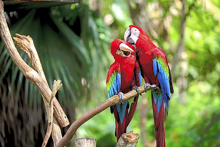 #2 Macaw - What Animals Live In The Amazon Rainforest?