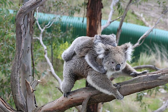 Koala Facts: Animals of Oceania