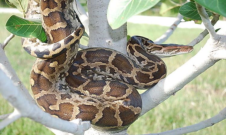 #7 Indian python / Black tailed Python -