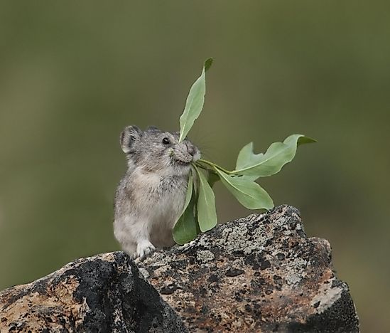 Collared Pika Facts - Animals of North America