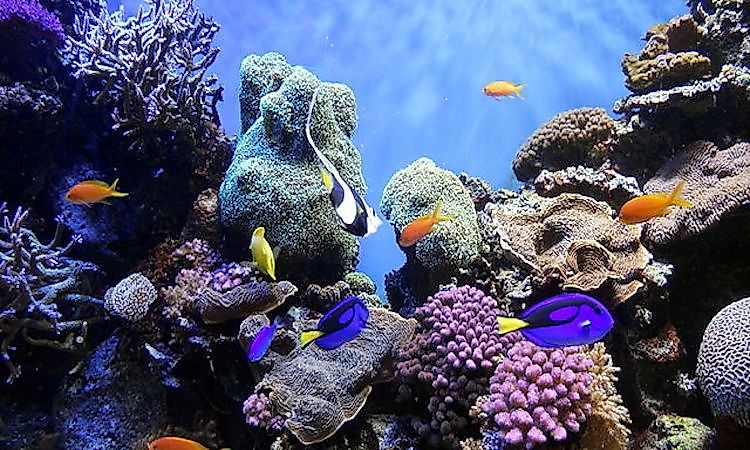 #5 Why Is The Exploration Of Oceans Important? -