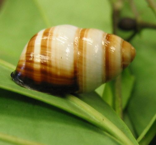 #5 Oahu Tree Snails